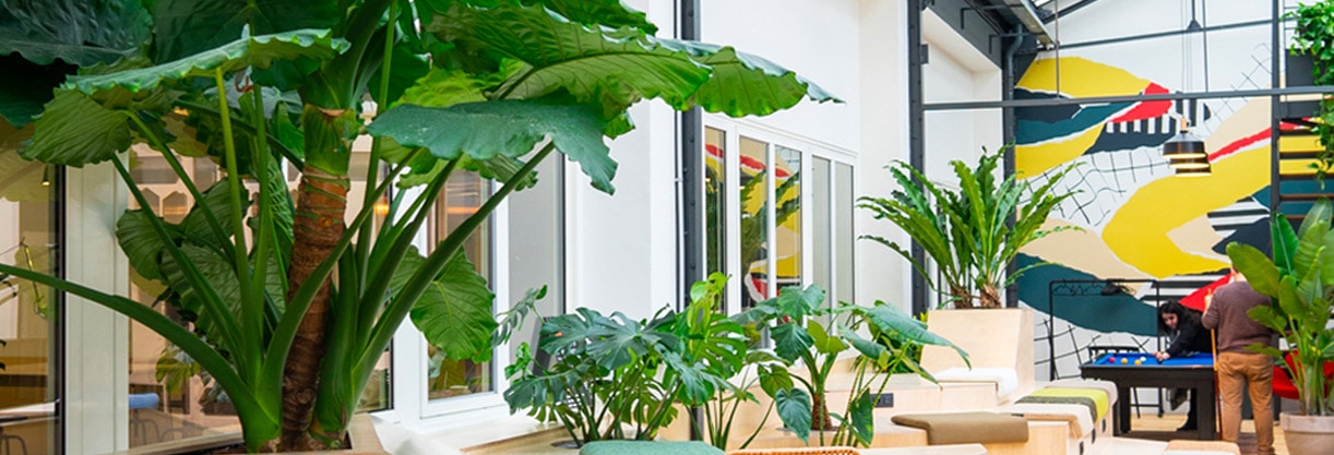 Les plantes grasses d'intérieur : un allié décoratif